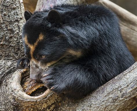 Yummy Honey For A Bears Tummy Andean Bear Chows Down On San Diego