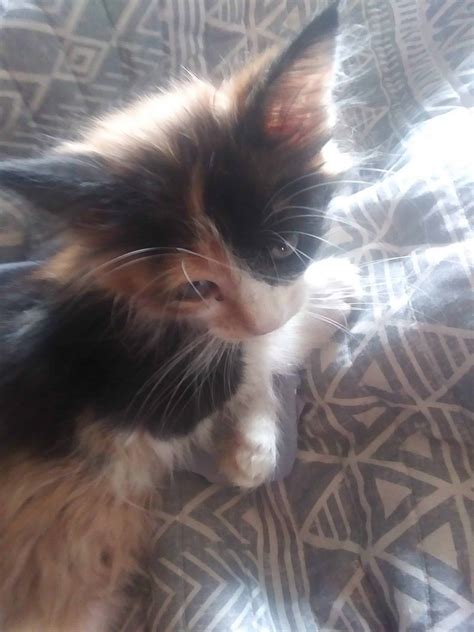 Free kittens to give away to good home. 1 calico kitten 7 wks old - Petclassifieds.com