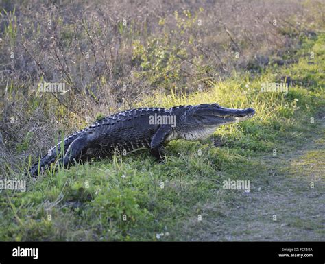 American Alligator Walking Hi Res Stock Photography And Images Alamy
