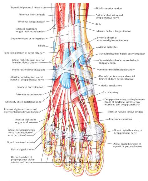 Muscles Of Dorsum Of Foot Superficial Dissection Bedahunmuhs Blog