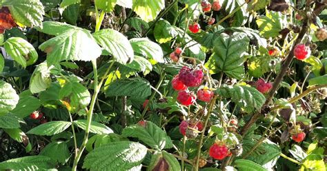 Raw Edible Plants Wild Raspberries Rubus Idaeus