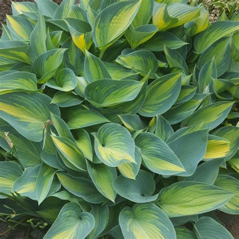 Hosta June Vitro Westland