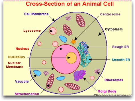 Cell Organelle