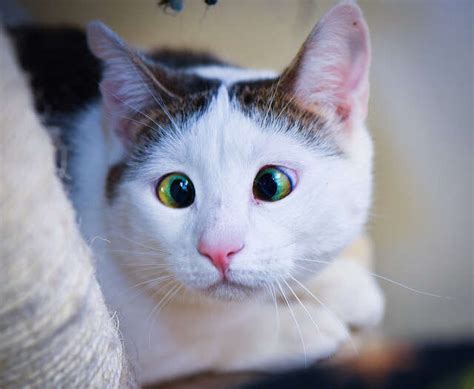 Cross Eyed Feral Cat Finds Perfect Home The Dodo