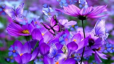 Purple Cosmos And Butterflies Hd Wallpaper Background Image
