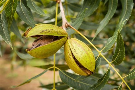 Pecan Tree Care And Growing Guide