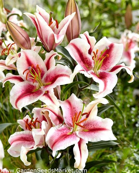 Fragrant Oriental Lily Hachi Large Package 10 Pcs Garden Seeds