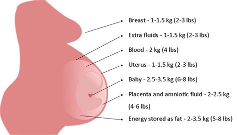 how much weight can be gained during pregnancy pregnancywalls