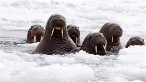 Sign Of Warming K Walruses Haul Out On Alaskan Shore