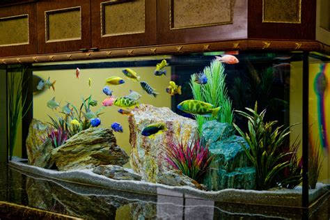 27 Cool Aquariums For Your Home