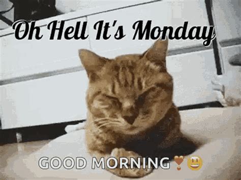 Monday Oh Hell Its Monday  Monday Ohhellitsmonday Kitten