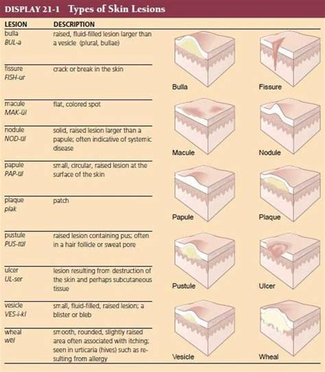 Types Of Skin Lesionsmedical Terminology An Illustrated Guide