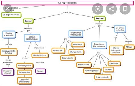 Elabora Un Mapa Conceptual De Los Tipos De Reproducción Asexual En