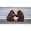 Two Baby Bears Are Sitting On Beach Sand With Water Background During 