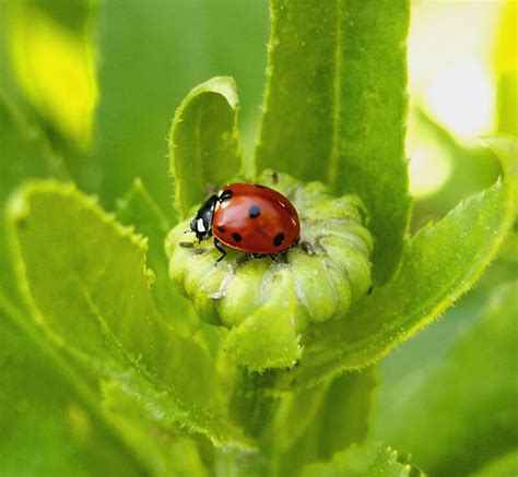 Macro Ladybug On Garden Plant By Amy Mcdaniel Redbubble