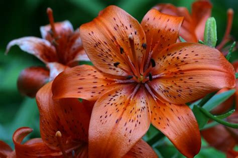 Ways Of Life Tiger Lily Meaning And Facts Information