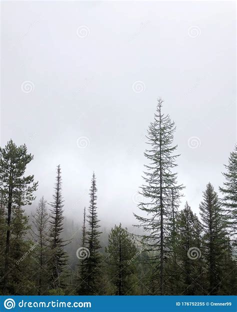 Mountain Forest Evergreen Conifer Trees Covered By Fog Mist Montana