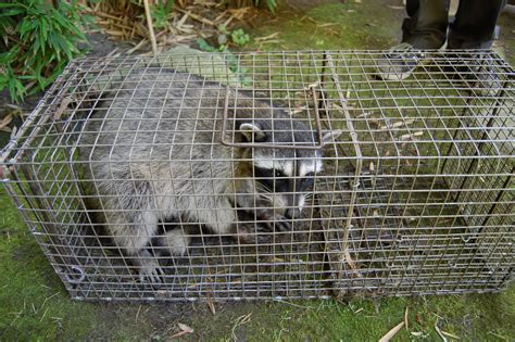 Trapping Raccoons