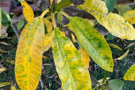 Plumeria Frangipani Leaves Yellowing Diagnosis Treatment Garden
