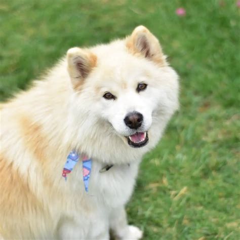 Akita Samoyed Mix Loyal Brave And Protective Dogs Ipetibble