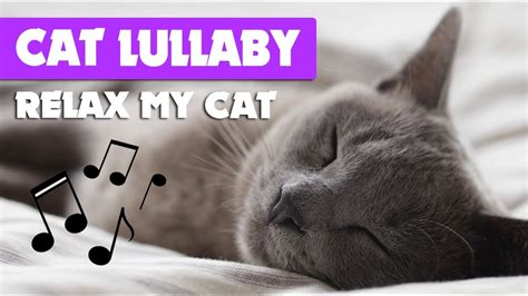 Cat Lullaby Songs ♫ Relax My Cat And Calm Music For Cats Youtube