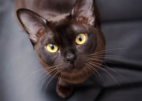 Burmese Cat Breed Profile Cat World