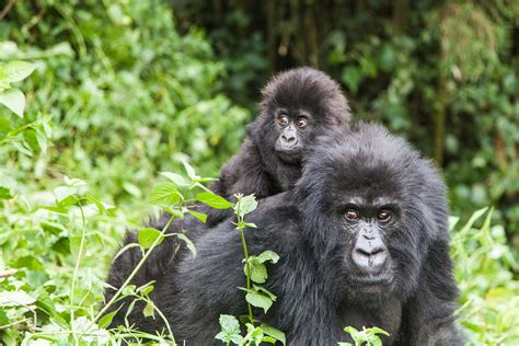 3 Days Rwanda Gorilla Trekking Safari In Volcanoes National Park