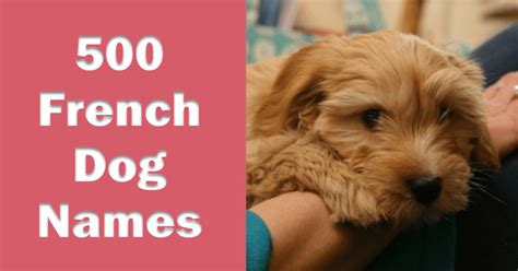 500 French Dog Names Beaconpet