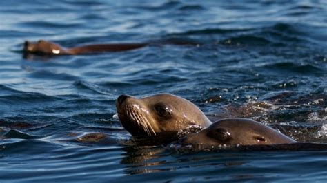 Epilepsy Research Aided By Sea Lions With Seizures Kqed Science