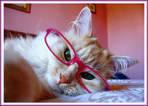 43 Cats In Glasses That Totally Define What Hipster Is
