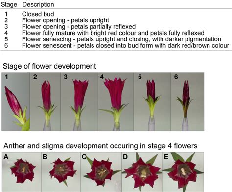 Flower Development And Senescence Of Gentiana Triflora ‘showtime