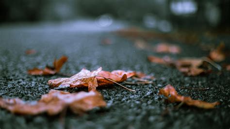 Fall Leaves After The Rain 1920x1080 Wallpaper