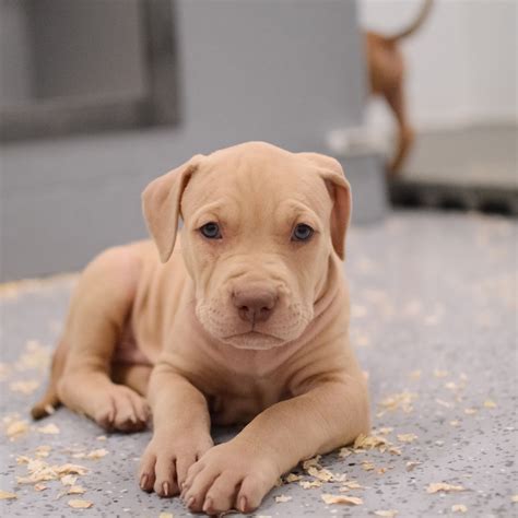 Pitbull Puppies For Sale Blue Nose Pitbull Puppies Pitbulls