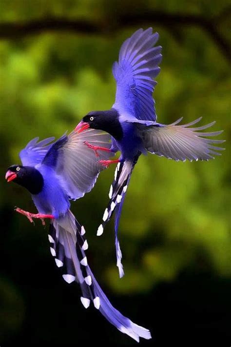 Pin By Carolina Parrado Grillo On Hermosa Naturaleza Aves Beautiful