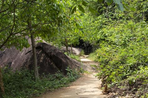 Walking Path In Green Jungle Forest Summer Forest Hiking Blooming