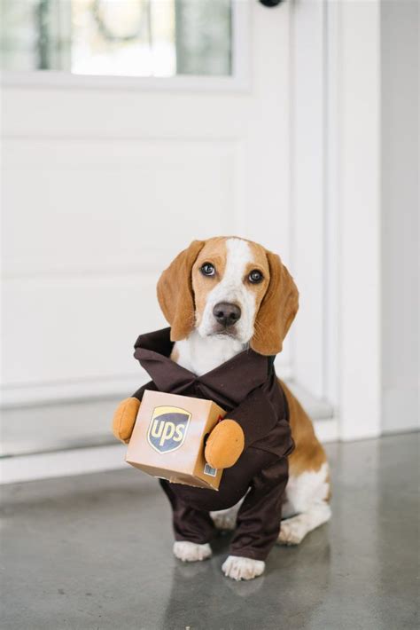 Fun Halloween Costumes For Small Dogs Dog Costumes Halloween Small