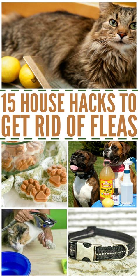 16 Home Remedies To Get Rid Of Fleas