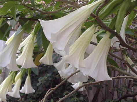 Giant White Brugmansia Angels Trumpet Live Tropical Plant Large