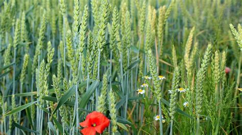 Le blé de printemps a atteint son plus haut niveau depuis neuf ans