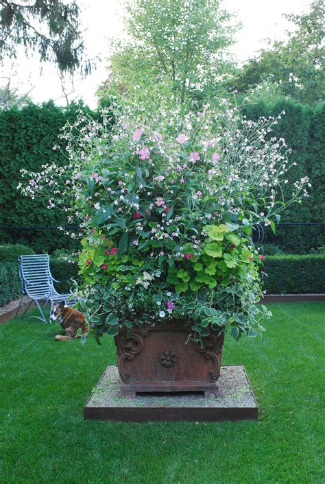 Pink Mandevillea And Nicotiana Mutabilis Garden Containers Planting