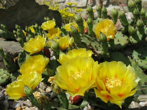 Humifusa sites in oak openings preserve in northwestern ohio's oak openings region in an attempt to provide data that may help protect this species. Opuntia humifusa (Eastern Prickly Pear) | Kaktus