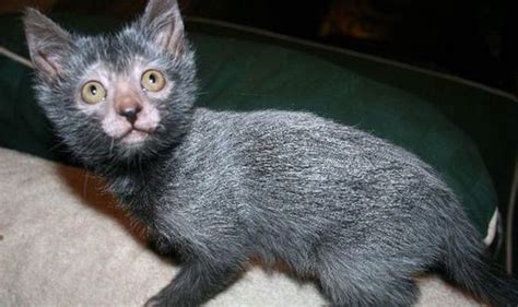 Lykoi Cats That Are Breed To Look Like Werewolves Are The Latest Kitten