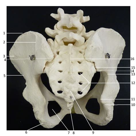More anatomy tutorials and interactive 3d models! Pelvis Posterior - Human Body Help
