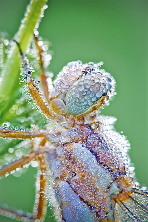 Macro Photographs Of Dew Covered Dragonflies And Other
