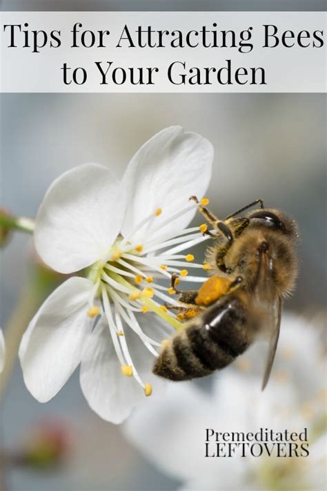 How To Attract Bees To Your Garden Artofit