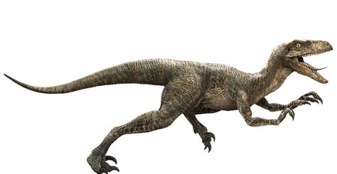 Jurassic World Velociraptor Echo Render 1 By Tsilvadino On Deviantart