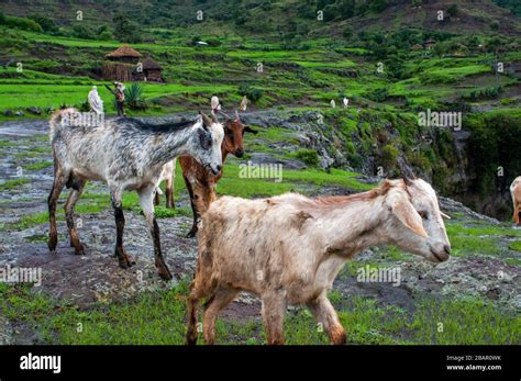 Farm Animals And Landscape And Traditional African Village House In