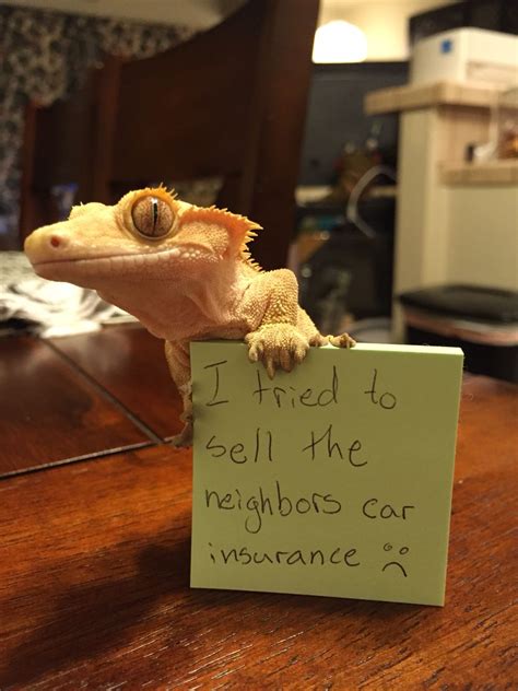 View 9 Crested Gecko Meme Burntrendq