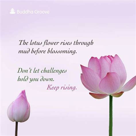 20 lotus flower quotes to inspire growth & new beginnings. Image result for lotus flower strength | Lotus flower quote, Buddhism quote, Buddha groove