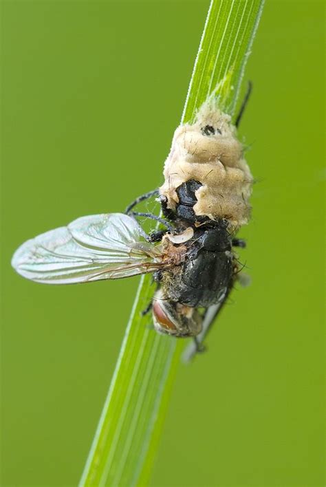Fungus Parasitising A Fly Photograph By Science Photo Library Pixels